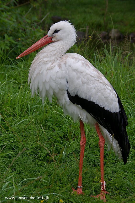IMGP3430.jpg - UGE 30 : Stork. Ree Park.
