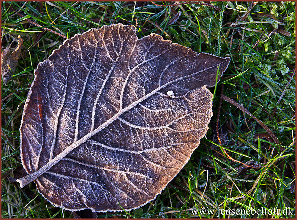 IMGP6046.jpg - UGE 52 : Blad med frost.